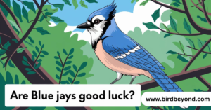 Are Blue Jays Good Luck?