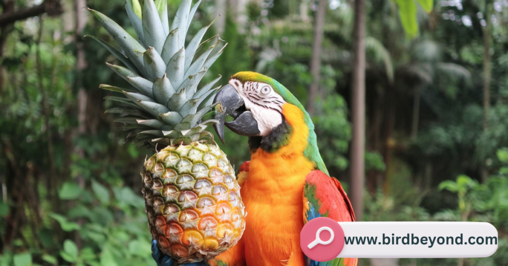 A colorful parrot enjoying a slice of fresh pineapple, showcasing a safe and nutritious treat for birds.