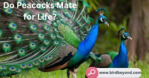 A vibrant male peacock displaying its colorful feathers while a female peahen observes nearby, illustrating the courtship behavior of peacocks.