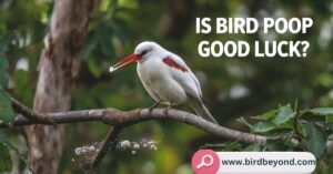 Close-up of a bird perched on a branch, symbolizing good luck, with vibrant surroundings and subtle natural lighting.