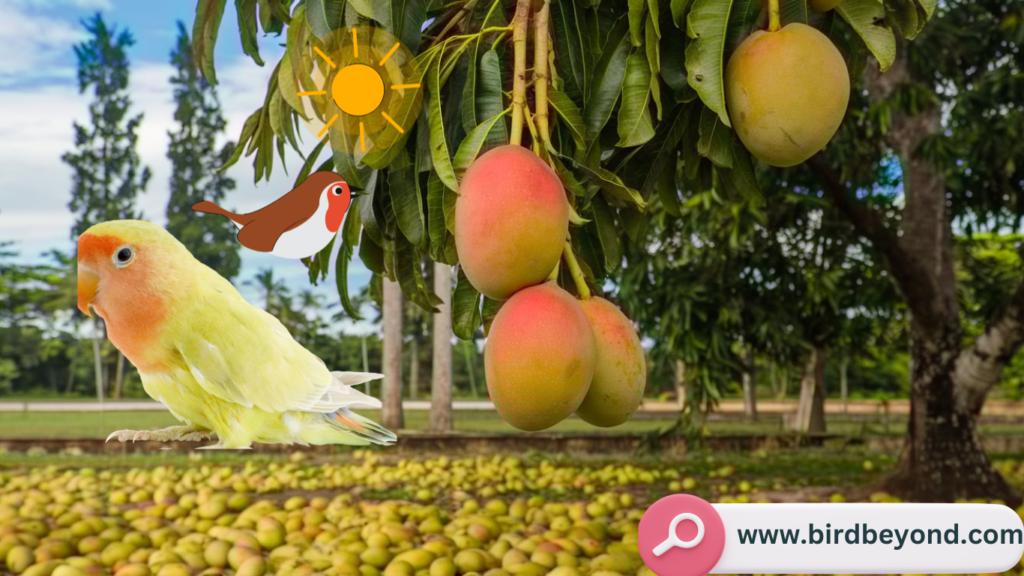 Find out if birds can eat mango! Learn about its nutritional benefits, which birds love it, and how to safely include this tropical treat in their diet.