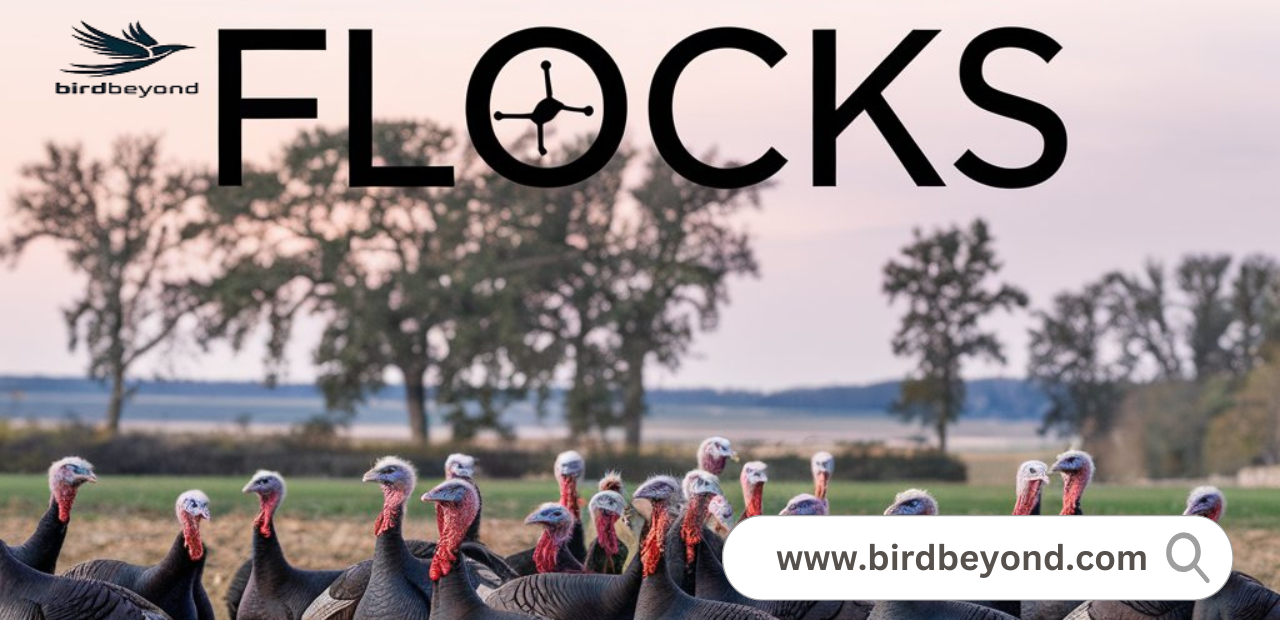 What is a Group of Turkeys Called? - Bird Beyond