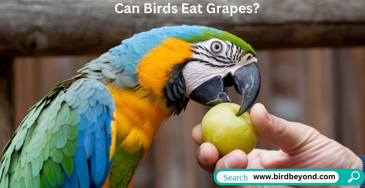 A bird perched near a bunch of purple grapes, looking at them curiously