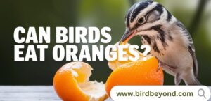 A variety of birds enjoying orange slices, showing how safe and beneficial oranges are for birds.