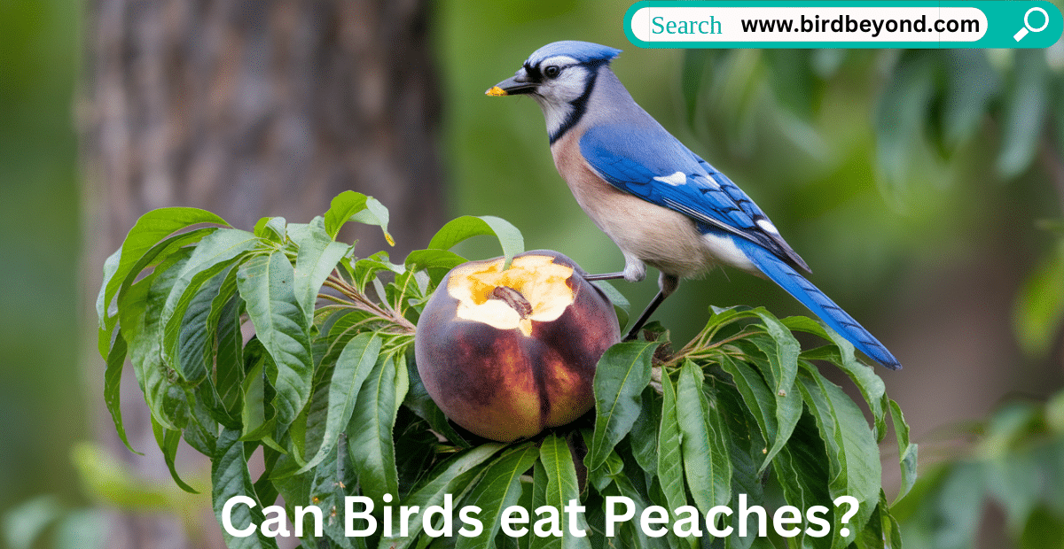 A small bird nibbling on a peach slice placed on a bird feeder