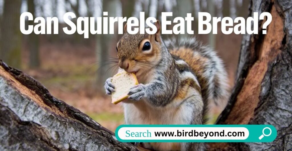 A squirrel eating a piece of bread in a grassy park.