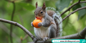 A curious squirrel holding an orange, nibbling on the juicy fruit in a backyard setting