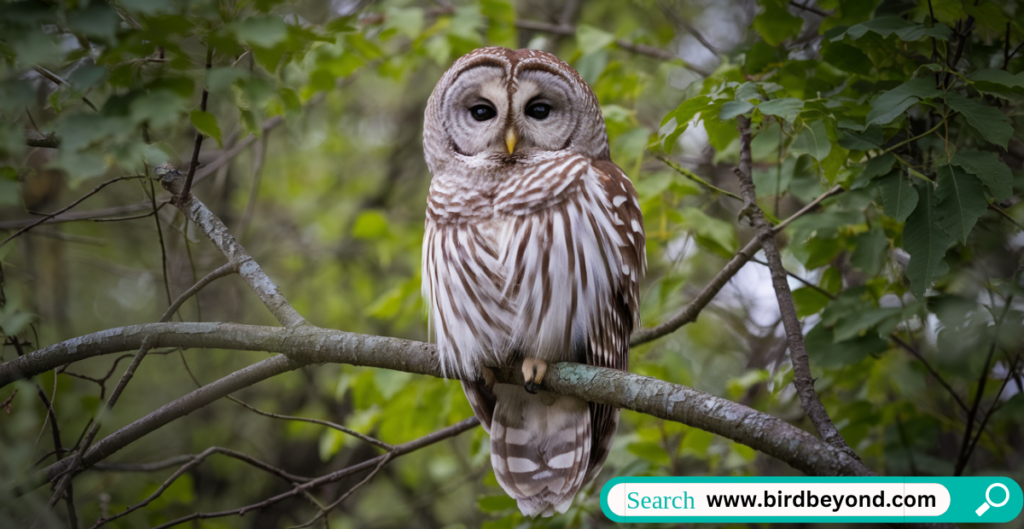 Silent nocturnal predators like owls and nightjars hunting in darkness, using silent flight, sharp hearing, and enhanced night vision.