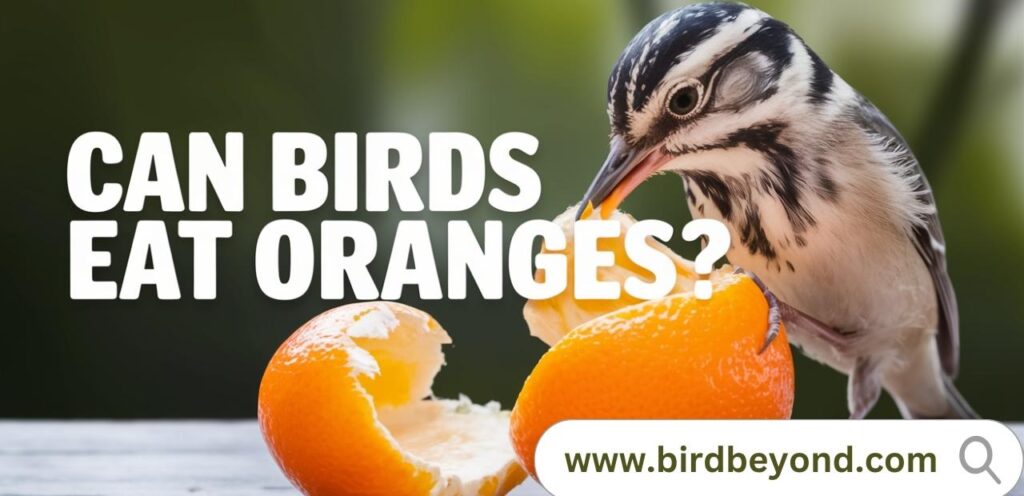 Colorful birds interacting with vibrant oranges in a natural setting, highlighting the connection between nature and fruits