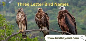 Three-letter bird names like Owl, Emu, and Jay, featuring their distinct characteristics and habitats.