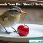 Image showing a bird next to dangerous foods like avocado, chocolate, onions, garlic, and alcohol, with warning signs indicating their toxicity