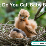 A group of baby birds, including a chick, nestling, and fledgling, sitting together in a nest, showcasing their different stages of development.