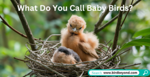 A group of baby birds, including a chick, nestling, and fledgling, sitting together in a nest, showcasing their different stages of development.