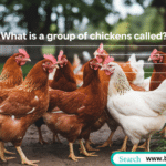 A diverse group of colorful chickens gathered in a farmyard, including Rhode Island Reds and Plymouth Rocks scratching and pecking at the ground