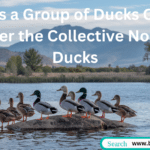 Diverse group of ducks swimming together on a serene lake