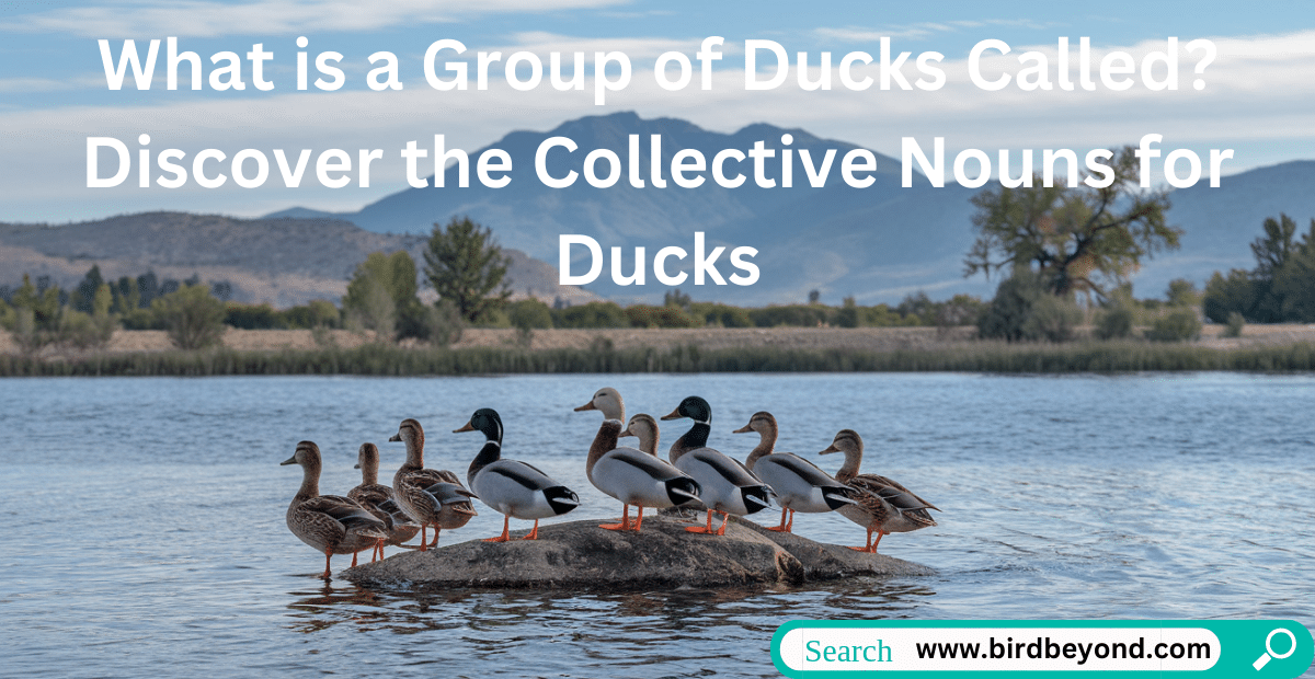 Diverse group of ducks swimming together on a serene lake