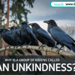 A group of ravens perched on a branch, interacting with each other, symbolizing their complex social structure and communication.