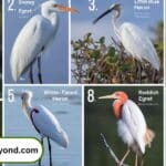 9 White Birds in Florida: A Comprehensive Identification Guide