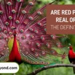 Are Red Peacocks RAre Red Peacocks Are Red Peacocks Real or Fake The Definitive Guide