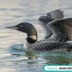 Common loon attempting to walk on land, showcasing its awkward movement due to aquatic adaptations.