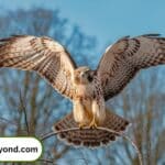 "A majestic hawk perched on a tree branch in Tennessee's lush wilderness, showcasing its role in the state's ecosystem."